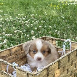 Miniature Australian Shepherd Puppies from Frazier Fluff & CO.