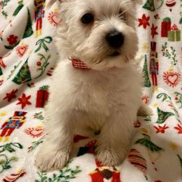 Nicholas (Red) - White male West Highland White Terrier puppy in Jefferson, North Carolina from McGuire’s High Country Terriers