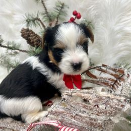 Baker - Black tan and white male Biewer Terrier puppy in Winslow, Arkansas from Morning Glory Puppies