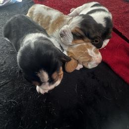 Basset Hound Puppies from Peach Blossom Bassets