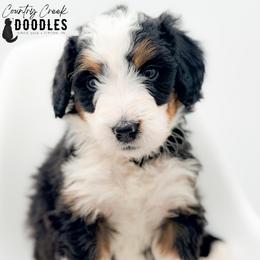 MAE - Tri-color female Bernedoodle puppy in Tipton, Indiana from Country Creek Doodles