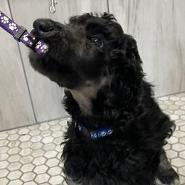 Boy 3 - Poodle puppy in Mooresville, North Carolina from True Blue Standard Poodles
