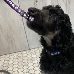 Boy 3 - Poodle puppy in Mooresville, North Carolina from True Blue Standard Poodles