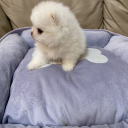 Pomeranian All Grown Up from Pomeraniaboston