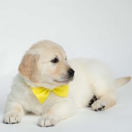 Golden Retriever Puppies from Valley County Goldens