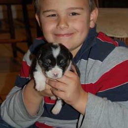 Pembroke Welsh Corgi Puppies from Synergy Stables, Inc.