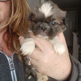Bluey - Lilac male Shih Tzu puppy in Brodnax, Virginia from Kbsshihtzus