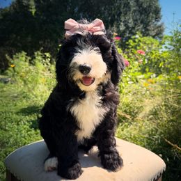 Lucy - Black and white female Sheepadoodle puppy in Danville, Indiana from Marley’s Doodle Ranch