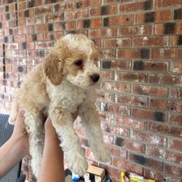 Lady - Yellow and white female Bernedoodle puppy in Beauty, Kentucky from The Doodle Pad