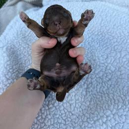 Beefcake - Brown white and tan male Cockapoo puppy in Albany, Kentucky from Windy Pines Farm