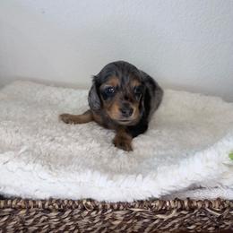 Dapple Boy - 3,500 - Dapple male Dachshund puppy in Fredericksburg, Texas from Goodman Dachshunds