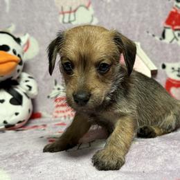 Amazon - Wild  boar and tan female Dachshund puppy in Lynn, Indiana from 4 seasons