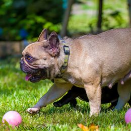 MIA - French Bulldog