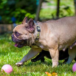 MIA - French Bulldog