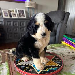 Diesel - Tri-color male Bernedoodle puppy in Arabi, Georgia from Huckadoodle Farm