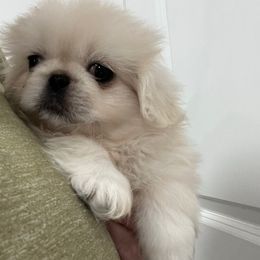 Full AKC - Mini Pearl - Cream female Pekingese puppy in Pennsylvania from Triple I Pekes
