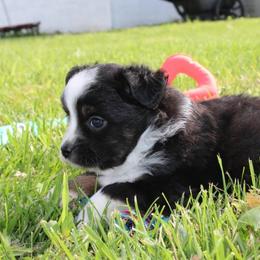Jack - Black tri male Toy Australian Shepherd puppy in Springfield, Missouri from Long's lil Aussies