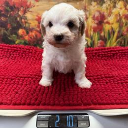 Houston - Parti male Maltipoo puppy in Lawrenceburg, Tennessee from LUV Poodles and Maltipoos