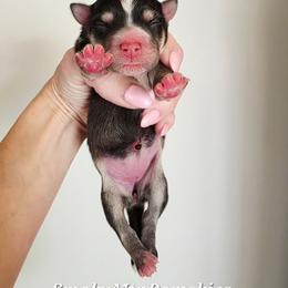 Girl 1 - Black and white female Pomsky puppy in Christiana, Tennessee from Smoky Mountain Pomskies