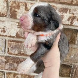 Cardinal - Blue merle male Bernedoodle puppy in Austin, Texas from Boutique Bernedoodles & Co.