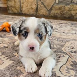 Lola - Blue female Companion Cross puppy in Americus, Kansas from Kandi's Pups