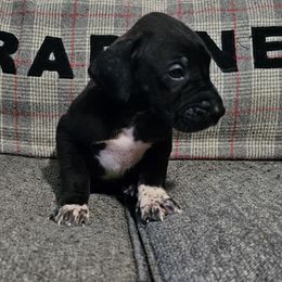 Zola - Black female Great Dane puppy in Jerusalem, Arkansas from Mara Danes