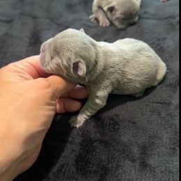Girl 2 - Blue female French Bulldog puppy in Bolingbrook, Illinois from Flores Frenchies