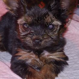 Bulldogs and Yorkshire Terriers from Happy Paw's And Tail's