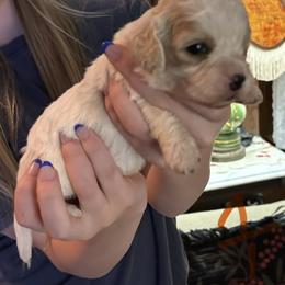 Renzo - Apricot and white male Cavachon puppy in Holly, Michigan from Terrie’s Cavachons & Cavalier King Charles Spaniels