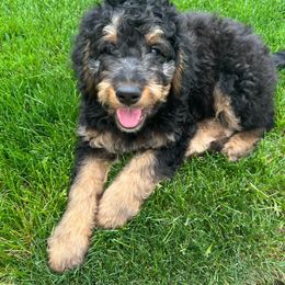 Assorted Doodle Crosses, Aussiedoodle, Bernedoodle, and Poodle Puppies from Pear Tree Prairie Doodles