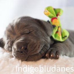 Mr. Bright Green - Great Dane puppy from Indigo Blu Danes