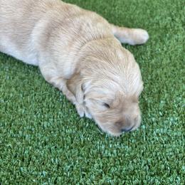Female 1 - Light golden female Golden Retriever puppy in Mesa, Arizona from Grand Canyon Goldens
