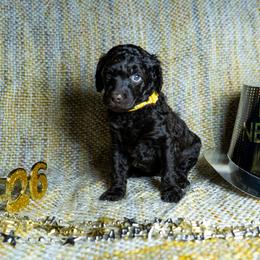Reverie - Brown female Poodle puppy in Spring Branch, Texas from Mezzo Poodles