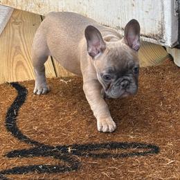 Angle - Blue fawn female French Bulldog puppy in Alabama from Southern Bulldogs