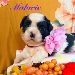 Malorie - Black and white female Shih Tzu puppy in Hemet, California from Aloha Shih Tzu