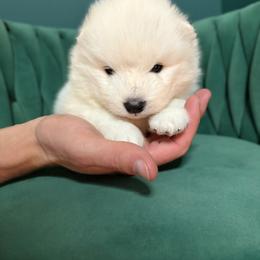Samoyed Puppies from Sugar Sweet Samoyeds