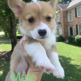 Boy 1 - Red Pembroke Welsh Corgi puppy in Cumming, Georgia from Carter’s Corgis LLC