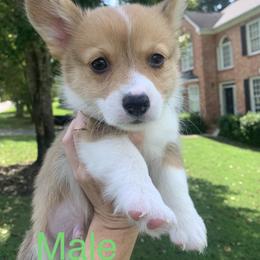 Boy 1 - Red Pembroke Welsh Corgi puppy in Cumming, Georgia from Carter’s Corgis LLC