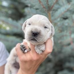 Boy 1 - Light golden male Golden Retriever puppy in Utah from Deseret Peak Goldens