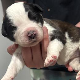 Saint Bernard Puppies from M&R SKYHAVEN SAINTS