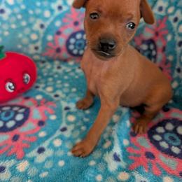 Roger That - Red male Miniature Pinscher puppy in Little River, South Carolina from Cheristar