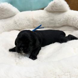 Dakota - Black male Cocker Spaniel puppy in Ocala, Florida from Ray of Sunshine Spaniels LLC