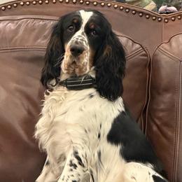 Lexi - English Springer Spaniel