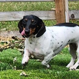 Lacey - Dachshund