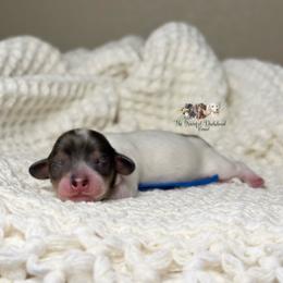 Shadow - Piebald male Dachshund puppy in Merced, California from The Graceful Dachshund Kennel