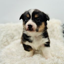 Maple-Med purple collar - Black and tan female American Corgi puppy in Benjamin, Utah from Nuna’s  Corgis