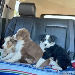 Australian Shepherd Puppies from Wranglin Aussies