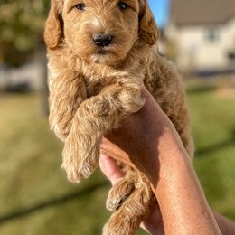 Cavapoo and Goldendoodle Puppies from A2Z Doodles