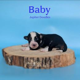 Baby - Black tri-color male Aussiedoodle puppy in Lake Bronson, Minnesota from Jupiter Doodles