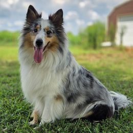 Ravenna - Shetland Sheepdog